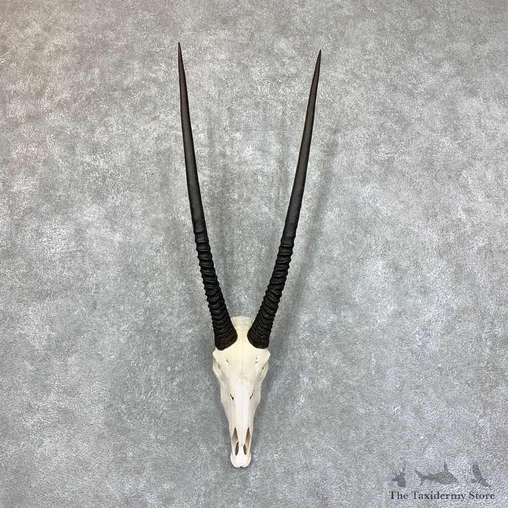 Gemsbok Skull Horns European Mount #22732 For Sale @ The Taxidermy Store