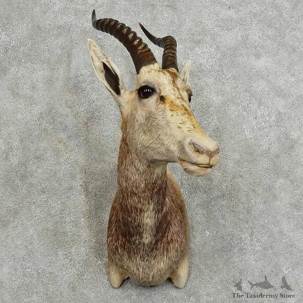 African Blesbok Shoulder Mount For Sale #16090 @ The Taxidermy Store