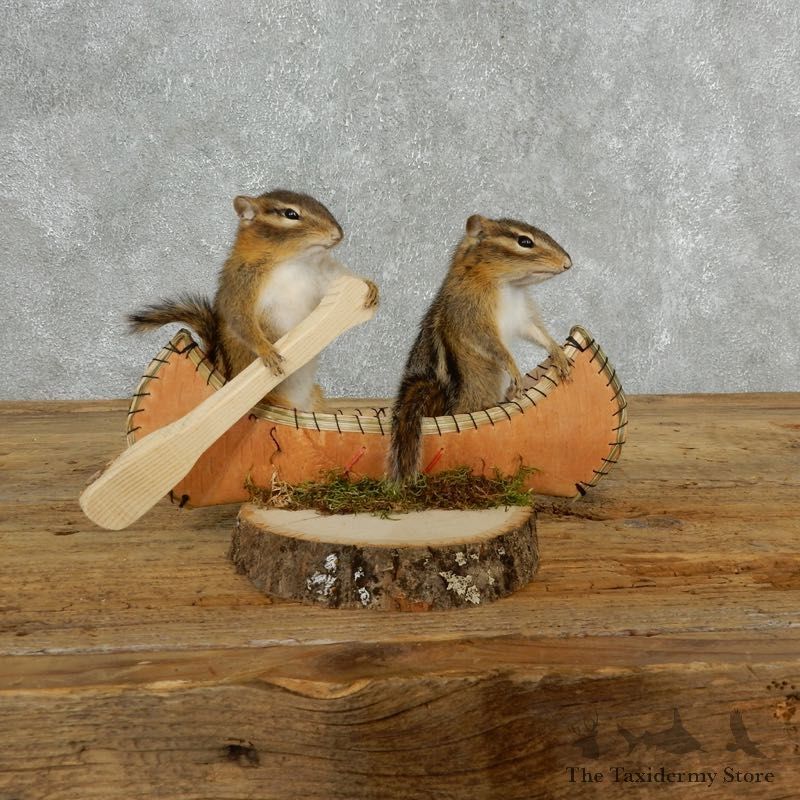 Canoeing Chipmunks Novelty Mount For Sale #18171 @ The Taxidermy Store