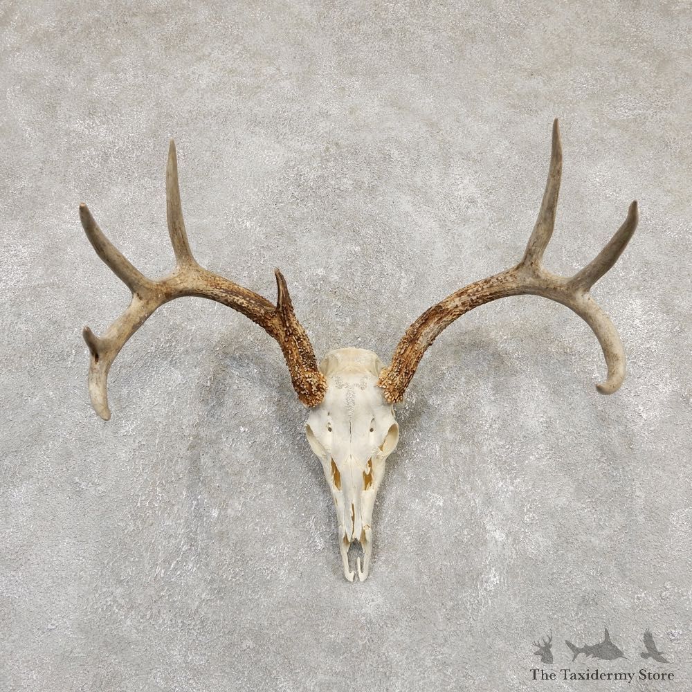 Whitetail Deer Skull European Mount For Sale #20166 @ The Taxidermy Store