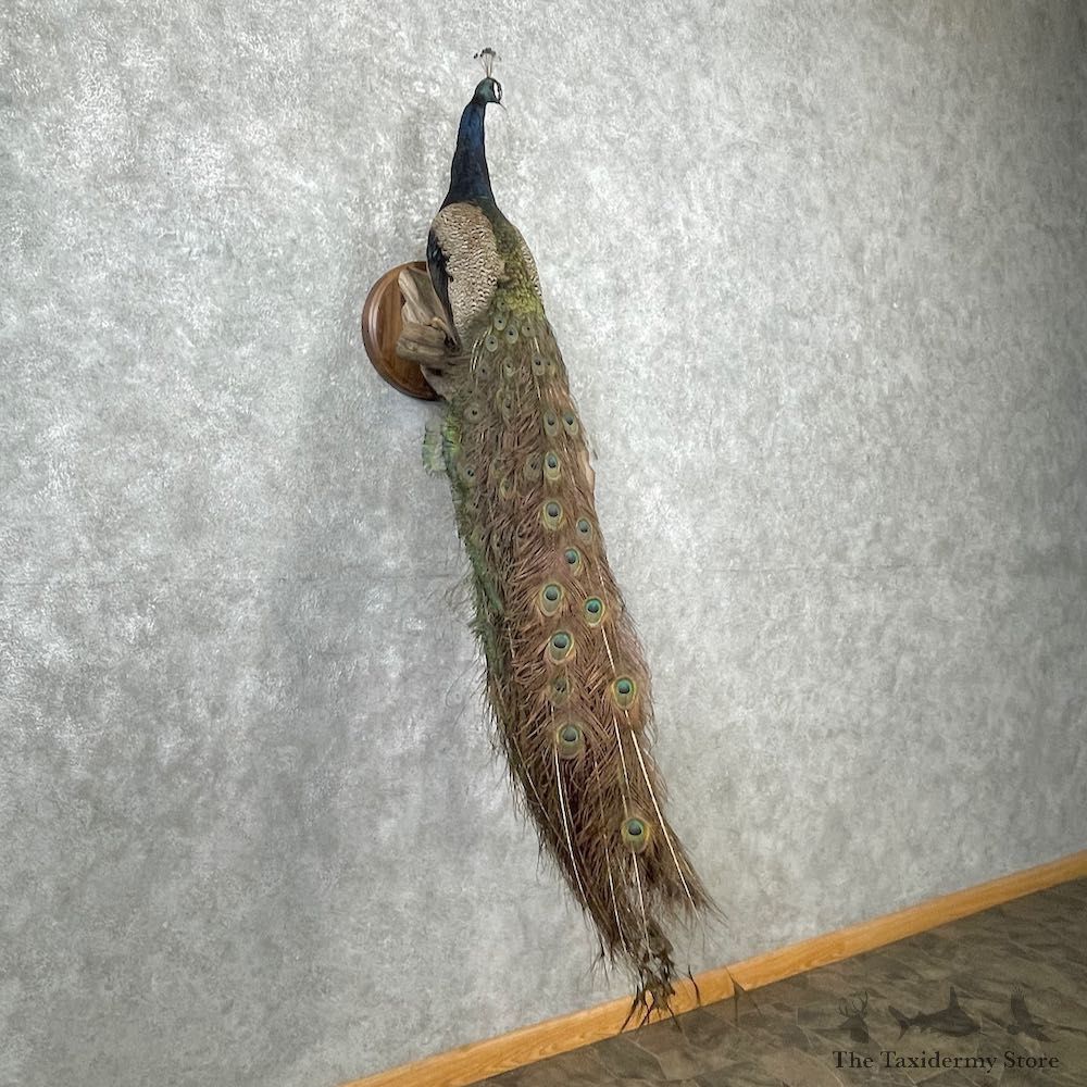 Blue Indian Peacock Bird Mount For Sale #26920 @ The Taxidermy Store