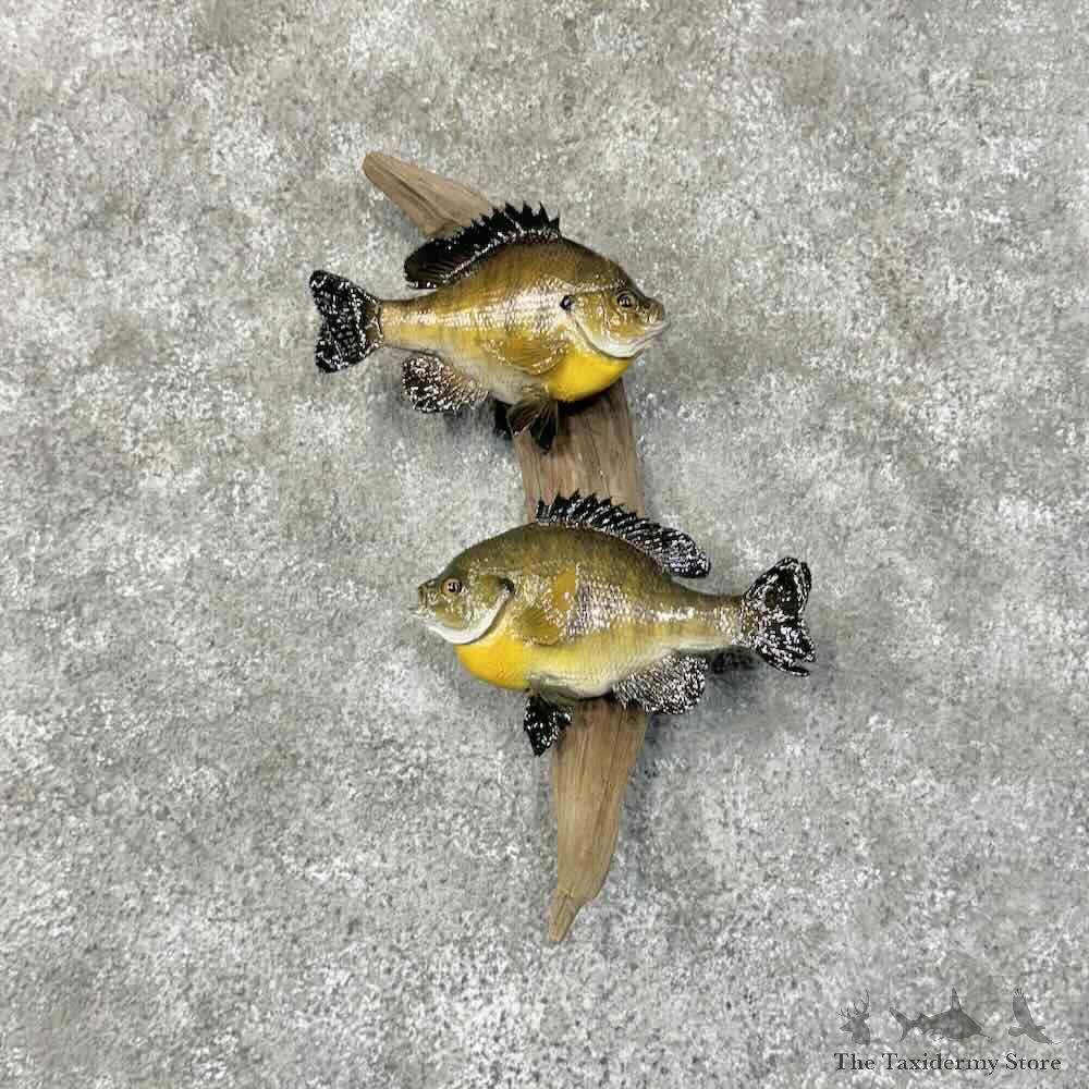 Bluegill Fish Mount For Sale #31271 @ The Taxidermy Store