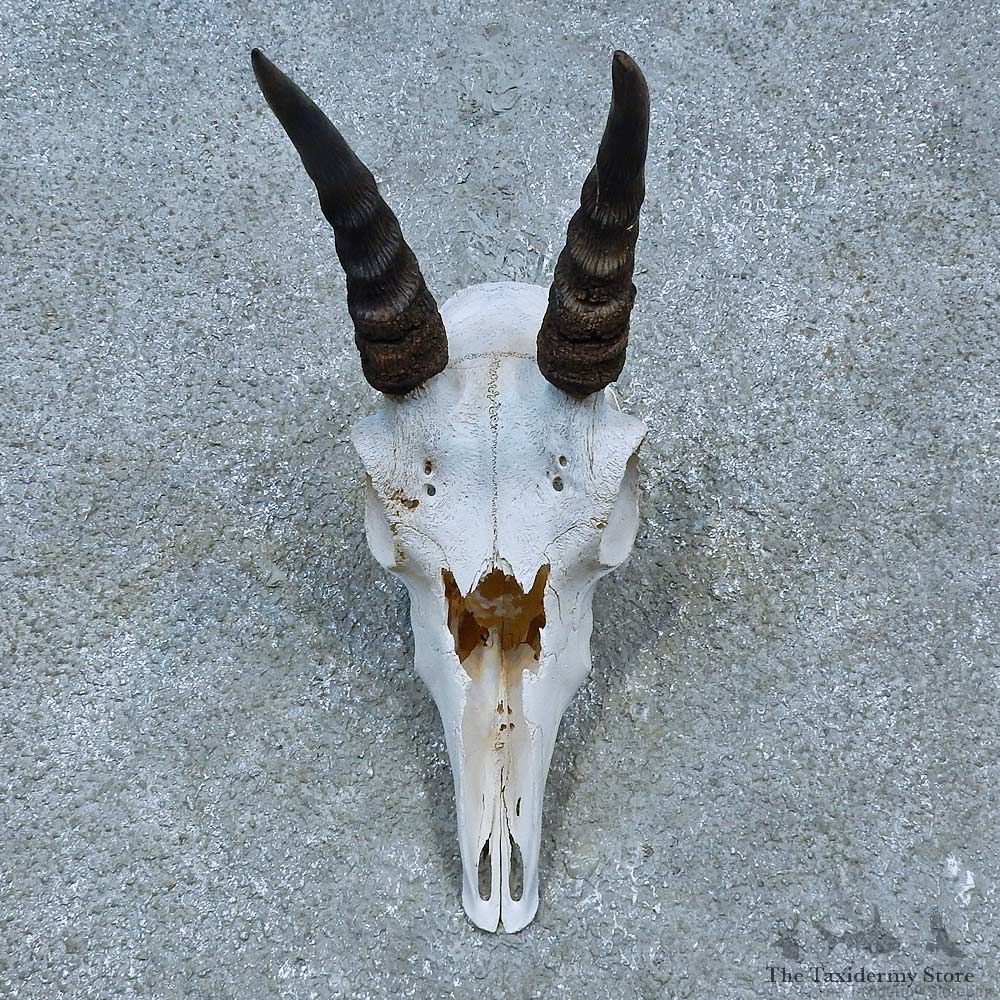 Reedbuck Skull & Horns European Mount For Sale #15457 @ The Taxidermy Store