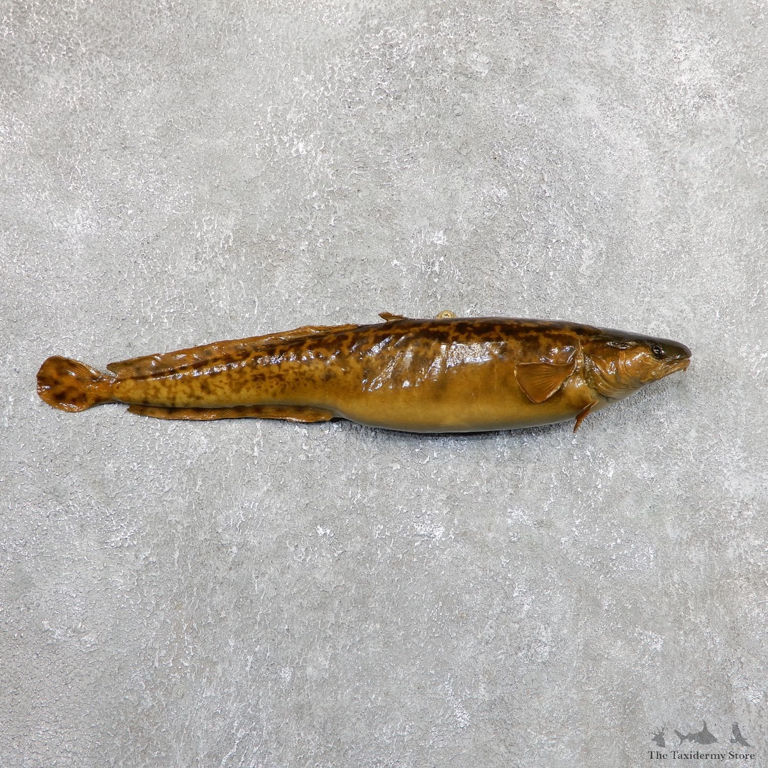 Burbot Fish Mount For Sale 19674 @The Taxidermy Store