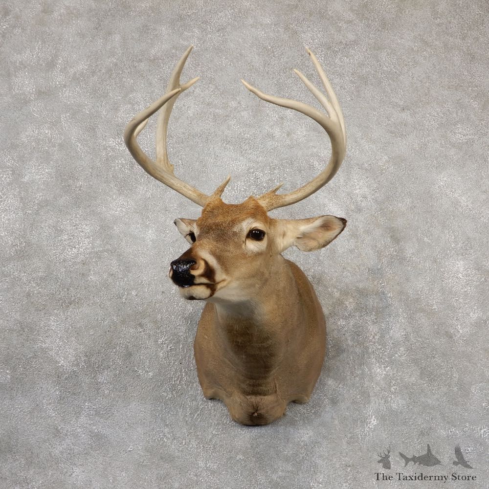 Whitetail Deer Shoulder Mount #18841 For Sale - The Taxidermy Store