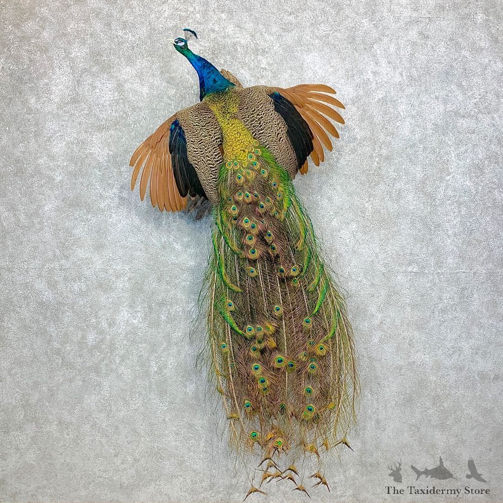 Blue Indian Peacock Bird Mount For Sale #23375 @ The Taxidermy Store