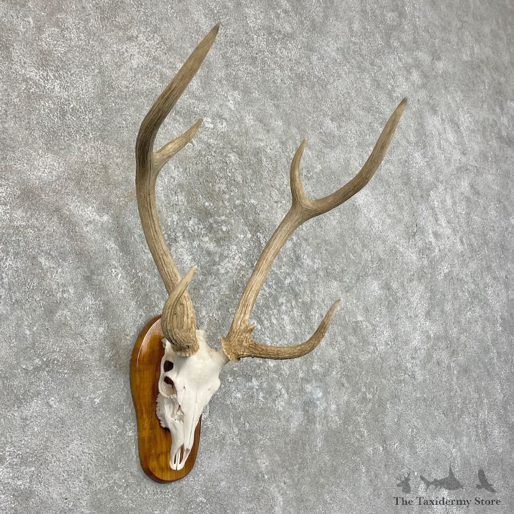 Axis Deer Skull Plaque Mount For Sale #27490 @ The Taxidermy Store