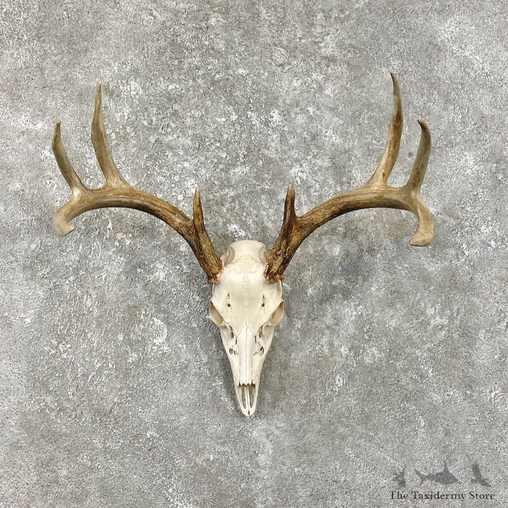 Whitetail Deer Skull European Mount For Sale #26259 @ The Taxidermy Store