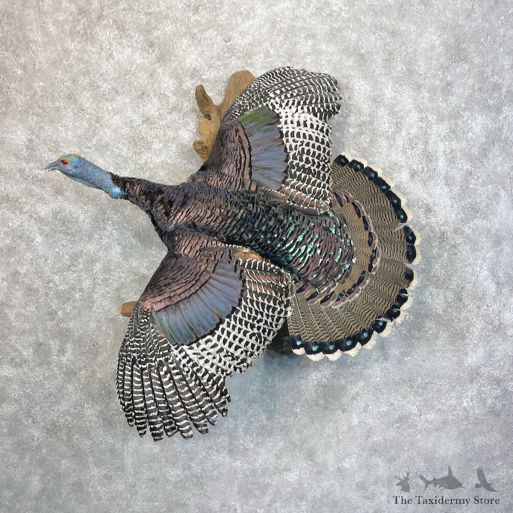 Rio Grande x Ocellated Cross Turkey Mount For Sale #28496 @ The Taxidermy Store