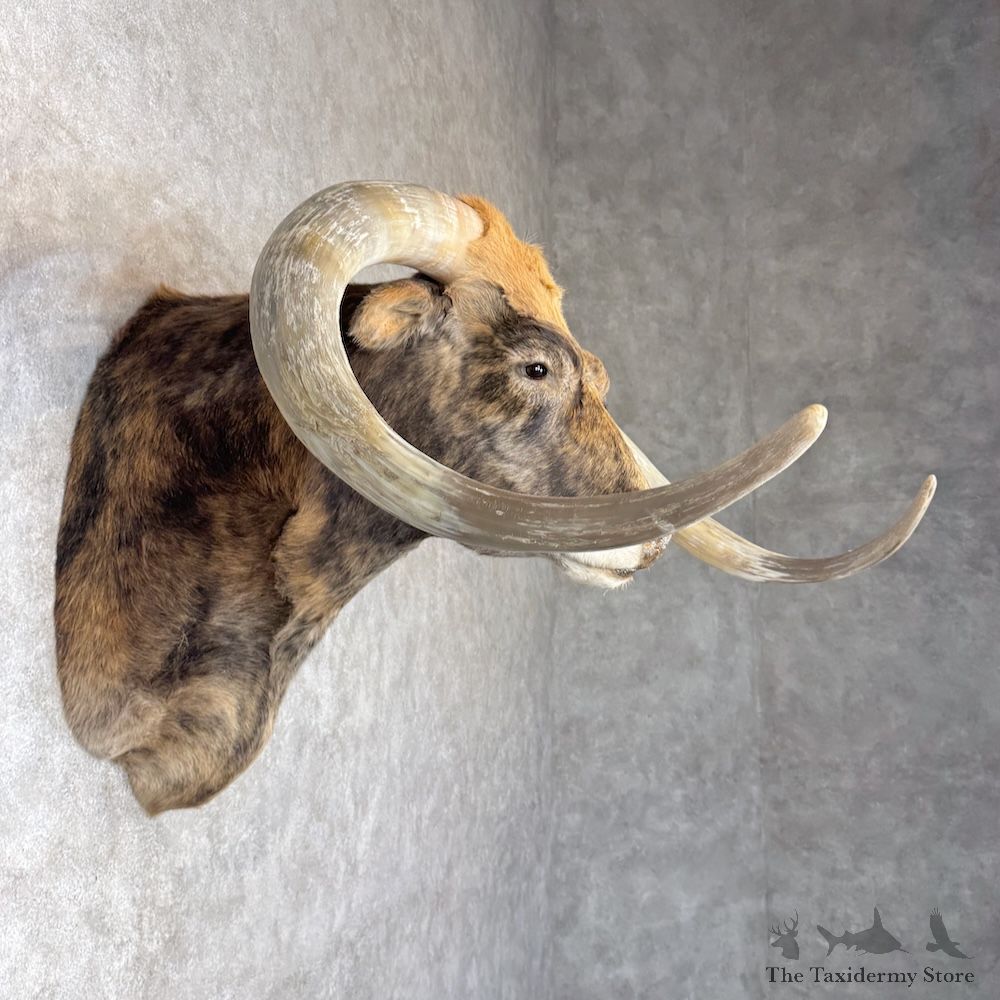 Longhorn Steer Shoulder Mount For Sale #30144 @ The Taxidermy Store