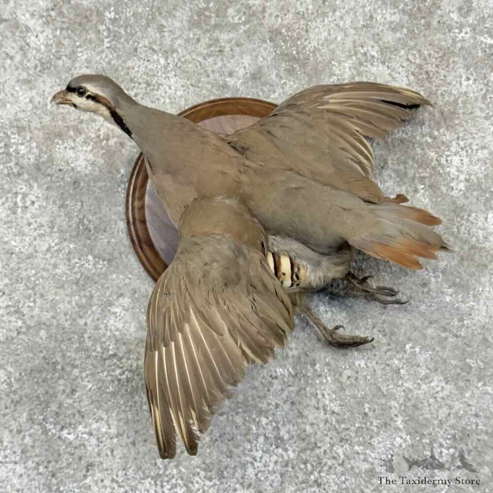 Chukar Partridge Bird Mount For Sale #31706 @ The Taxidermy Store