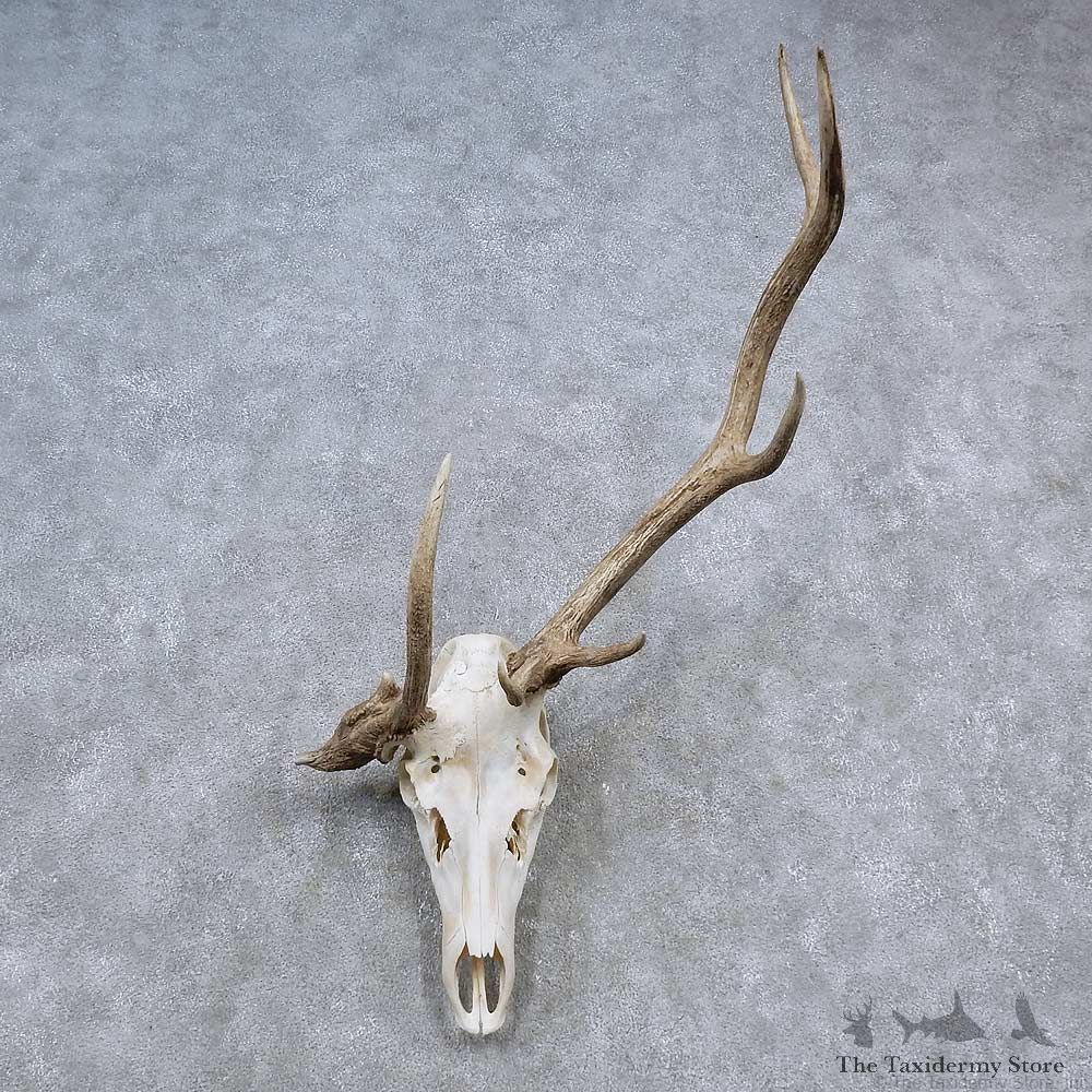 Elk Skull Antler European Mount For Sale #15663 @ The Taxidermy Store