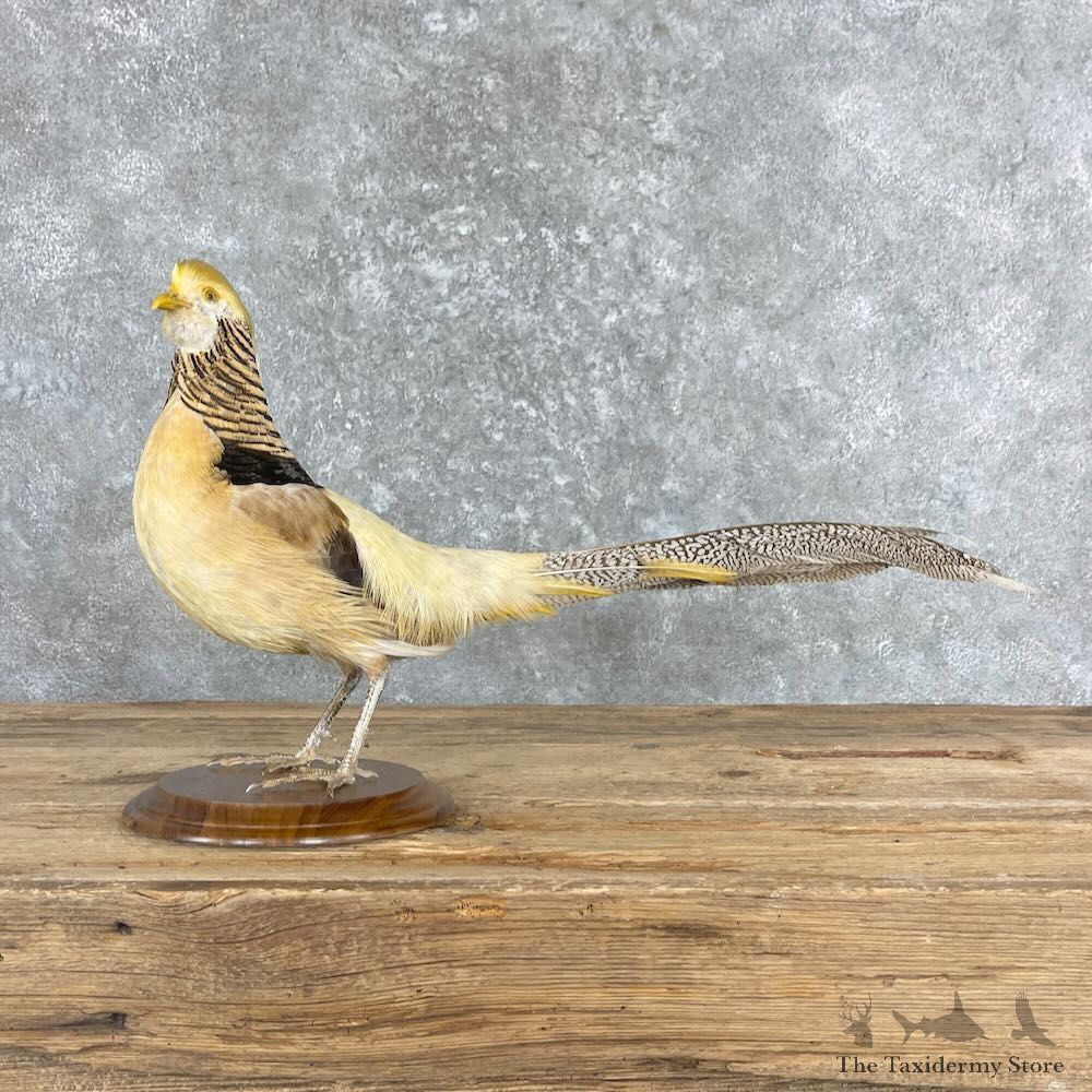Yellow Golden Pheasant Bird Mount For Sale #27363 @ The Taxidermy Store