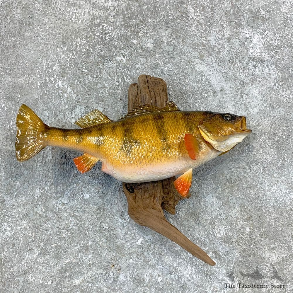 Yellow Perch Fish Mount For Sale #23387 @ The Taxidermy Store