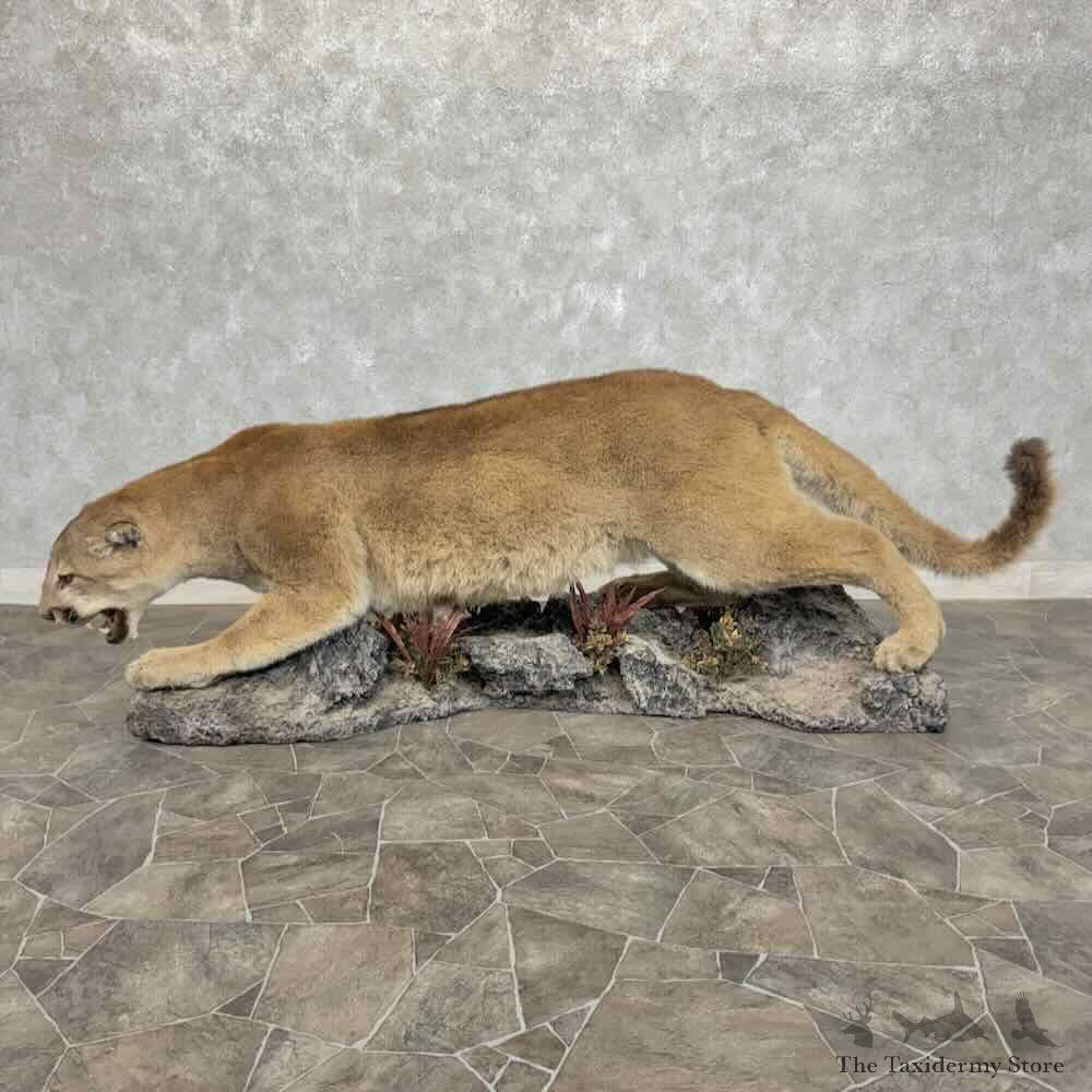 Mountain Lion Cougar Life Size Mount For Sale #31570 @ The Taxidermy Store