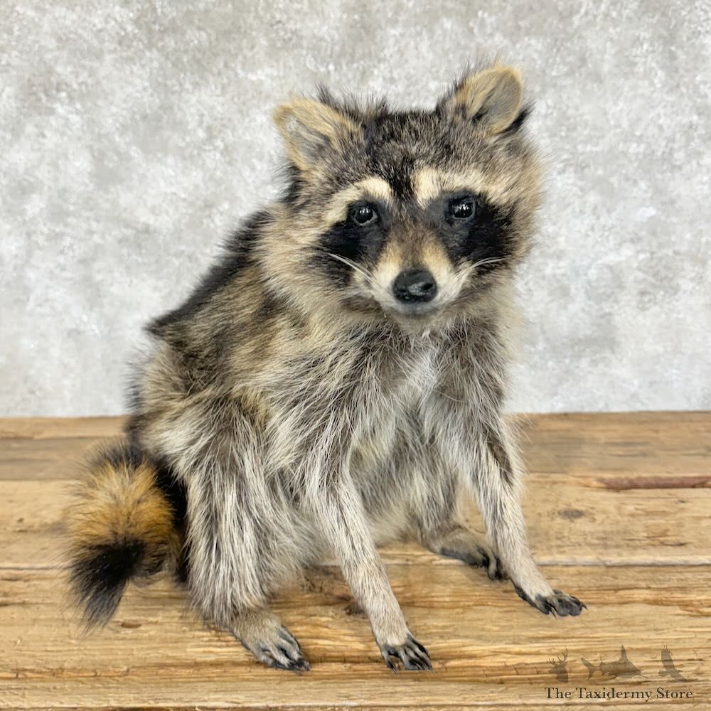 Raccoon Life-Size Mount For Sale #29100 @ The Taxidermy Store