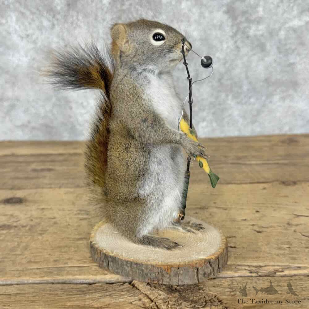 Fishing Red Pine Squirrel Novelty Mount For Sale #32261 @ The Taxidermy Store