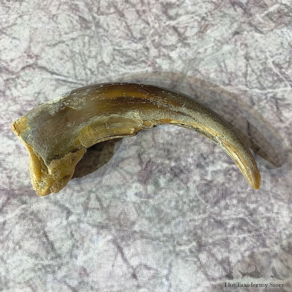 Grizzly Bear Claw For Sale #21878 - The Taxidermy Store