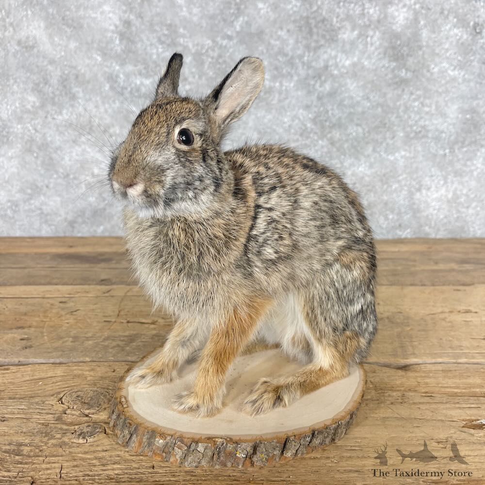 Eastern Cottontail Rabbit Life-size Mount For Sale #28624 @ The Taxidermy Store
