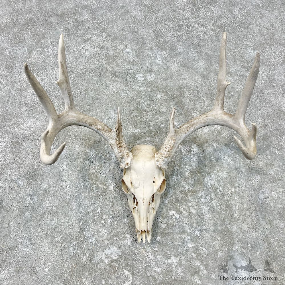 Whitetail Deer Skull European Mount For Sale #26853 @ The Taxidermy Store