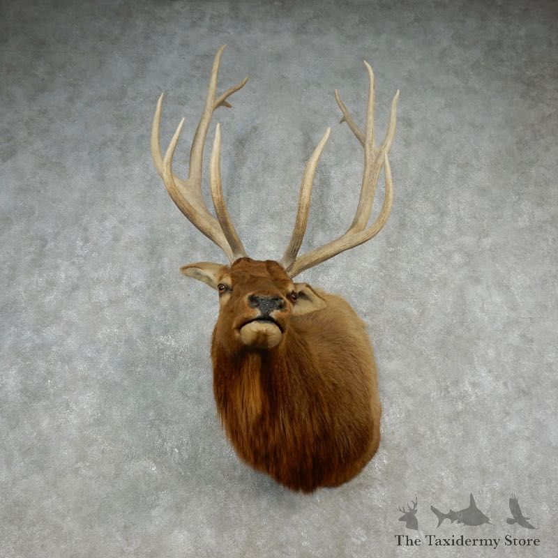 Rocky Mountain Elk Shoulder Mount For Sale #17366 @ The Taxidermy Store