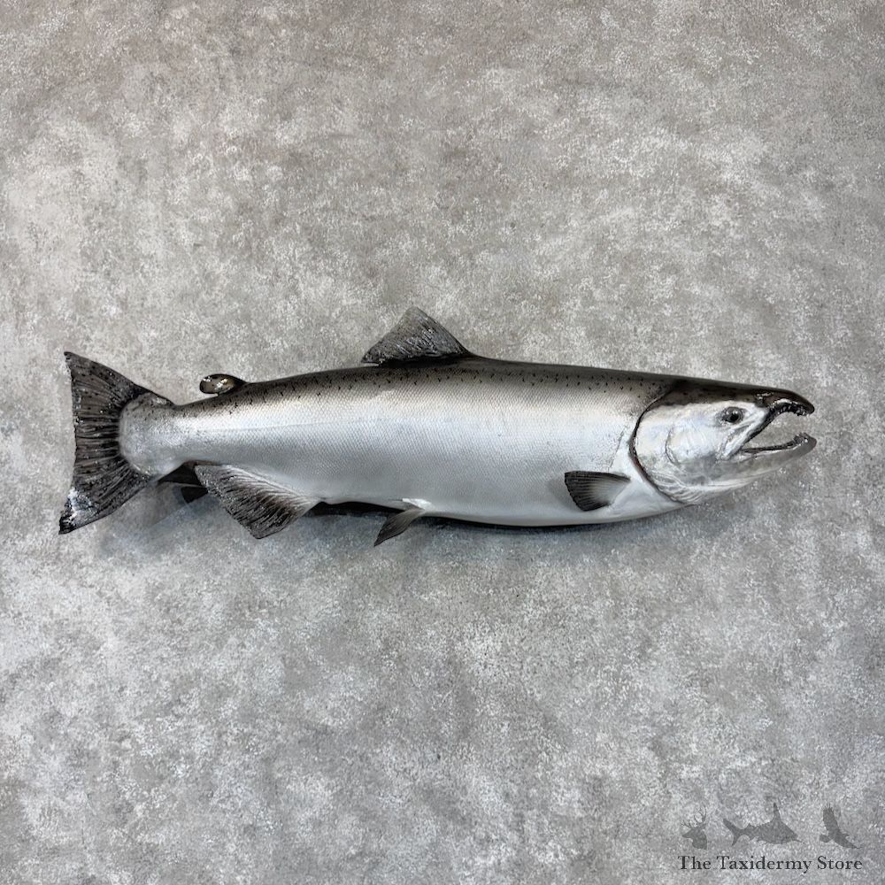King Chinook Salmon Fish Mount For Sale #30157 @ The Taxidermy Store