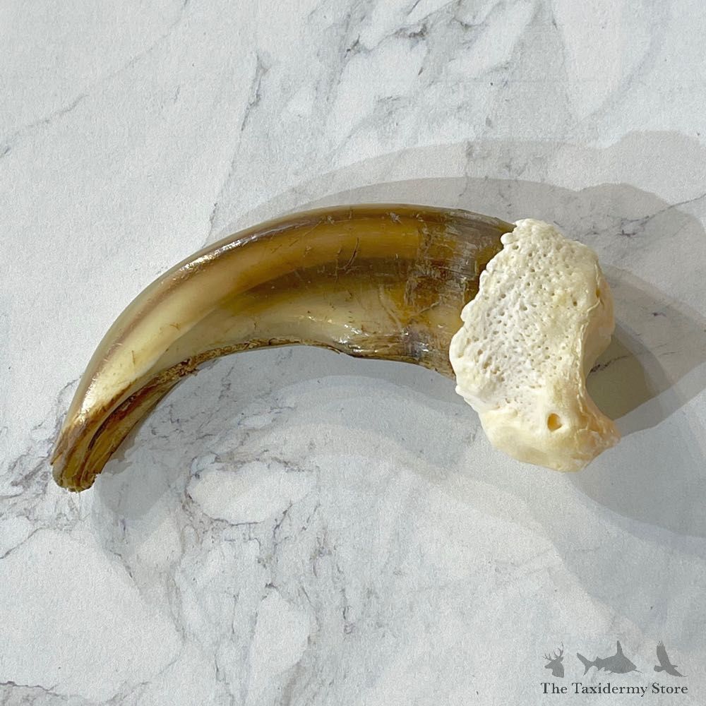 Grizzly Bear Claw For Sale #24869 @ The Taxidermy Store