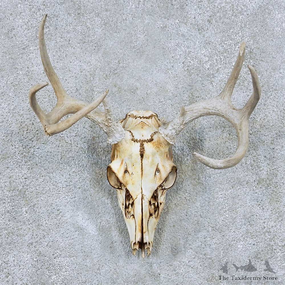 Whitetail Skull Antler European Mount For Sale #13886 For Sale @ The Taxidermy Store