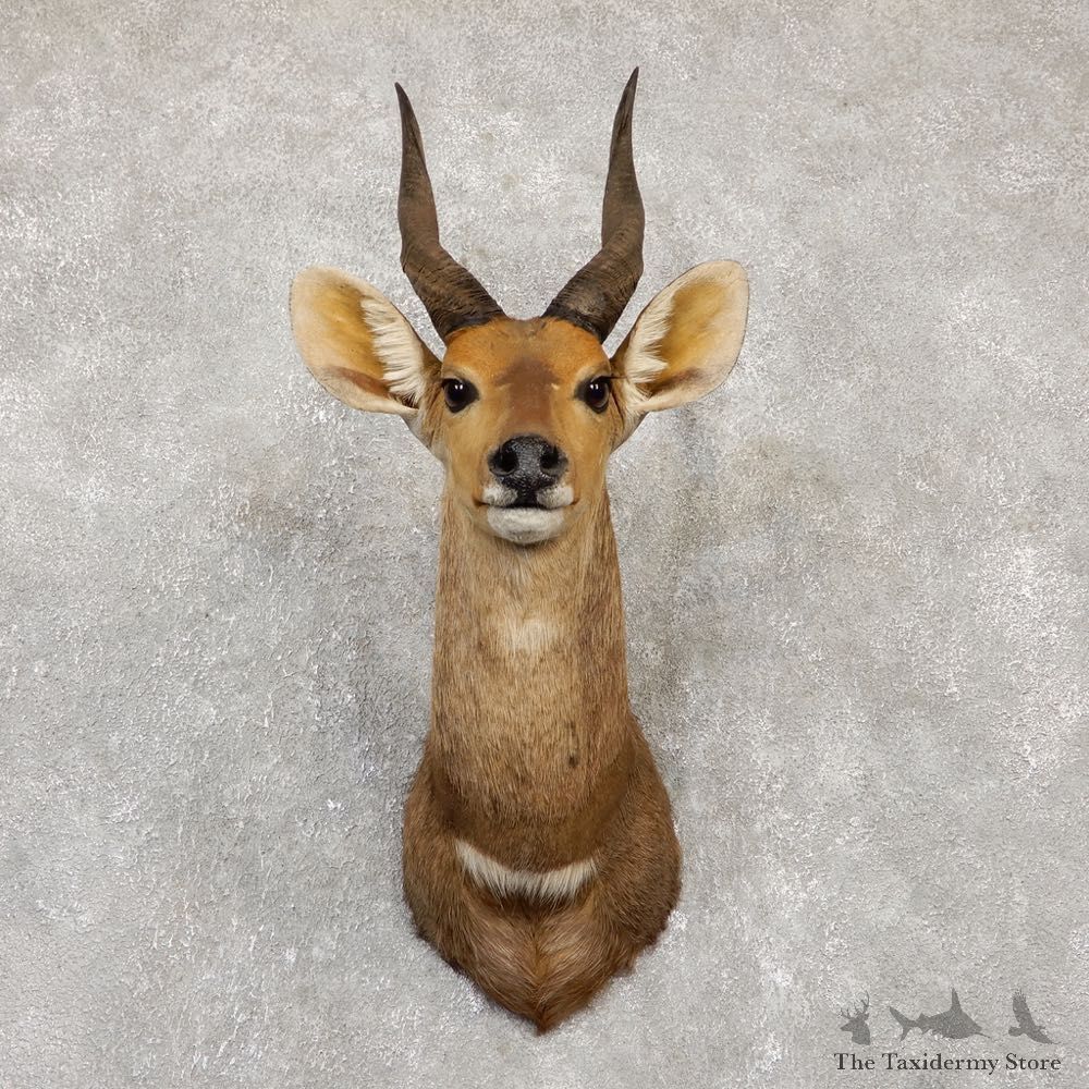 Limpopo Bushbuck Shoulder Mount For Sale #20150 @ The Taxidermy Store