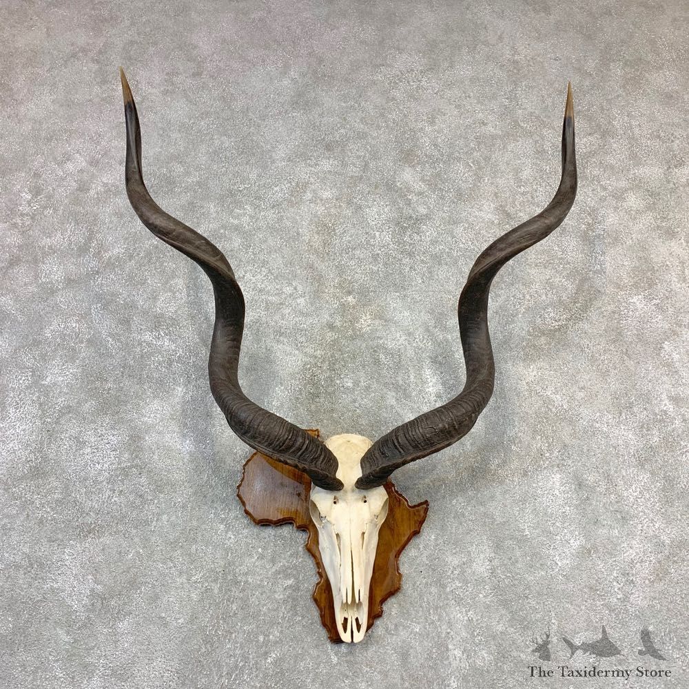 Greater Kudu Skull European Mount For Sale #21842 @ The Taxidermy Store