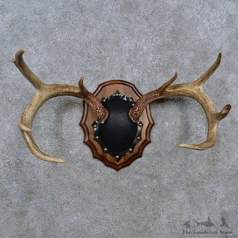 Whitetail Deer Antler Plaque For Sale #15234 @ The Taxidermy Store