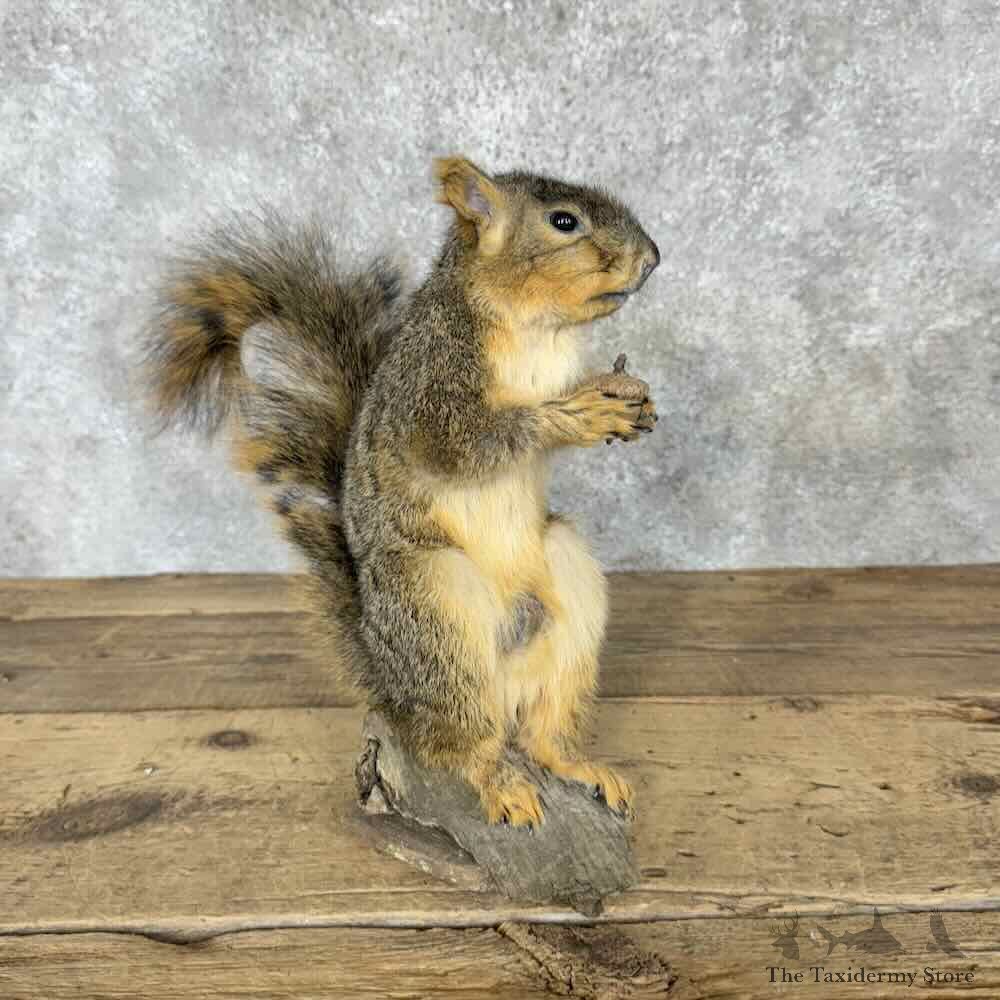 Fox Squirrel Life-Size Mount For Sale #30413 @ The Taxidermy Store