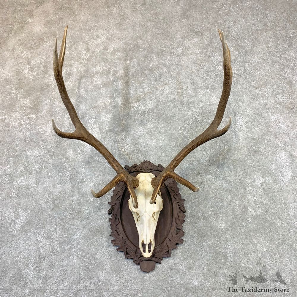 Rocky Mountain Elk Plaque Mount For Sale #22554 @ The Taxidermy Store