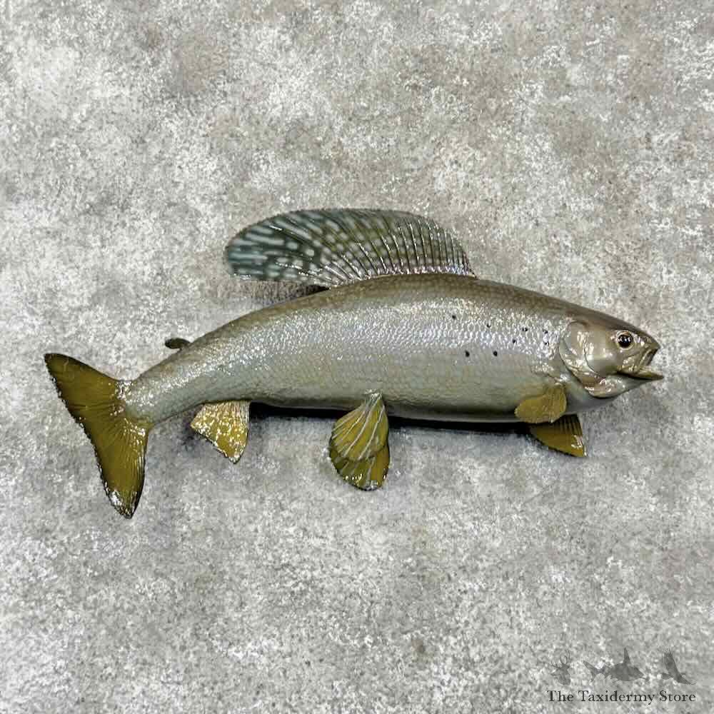 Arctic Grayling Fish Mount For Sale #30400 @ The Taxidermy Store