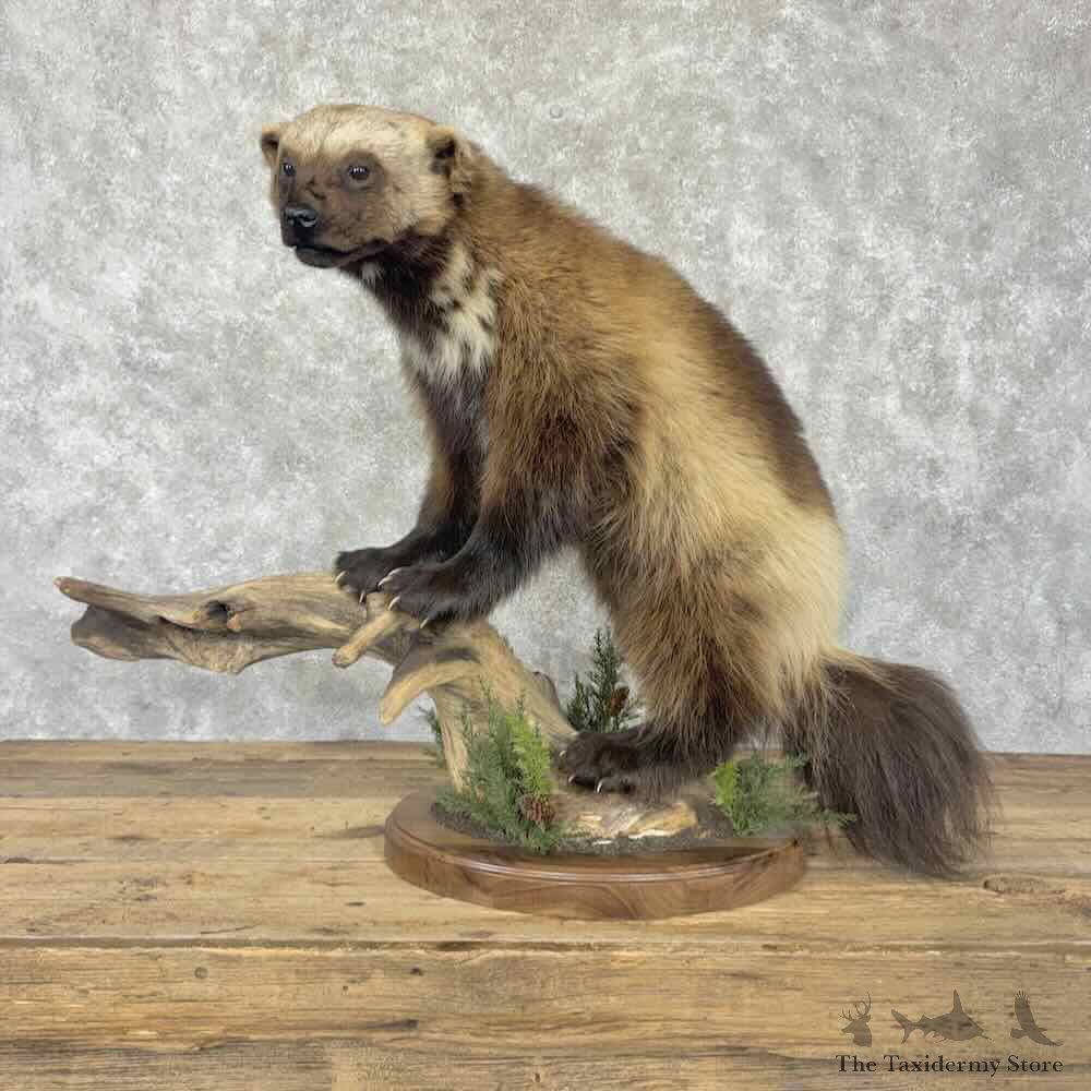 Alaskan Wolverine Life-Size Mount For Sale #31836 @ The Taxidermy Store