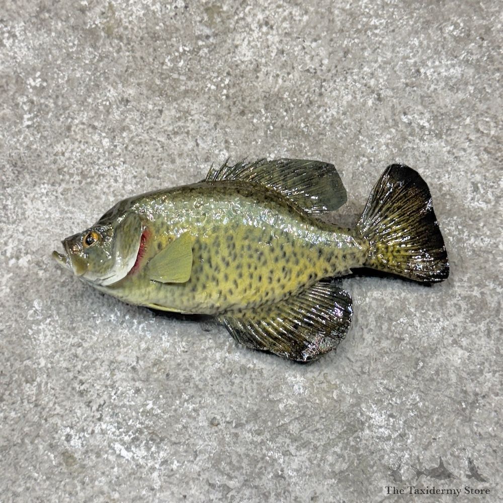 White Crappie Fish Mount For Sale #30272 @ The Taxidermy Store