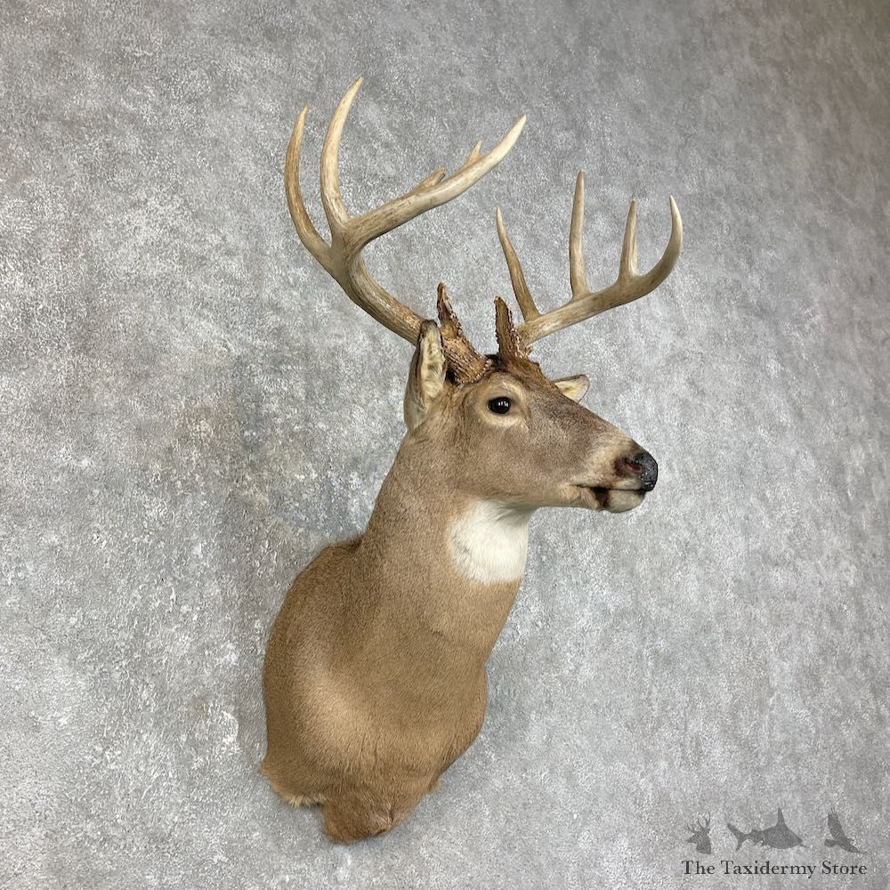Whitetail Deer Taxidermy Shoulder Mount For Sale #25836 @ The Taxidermy Store