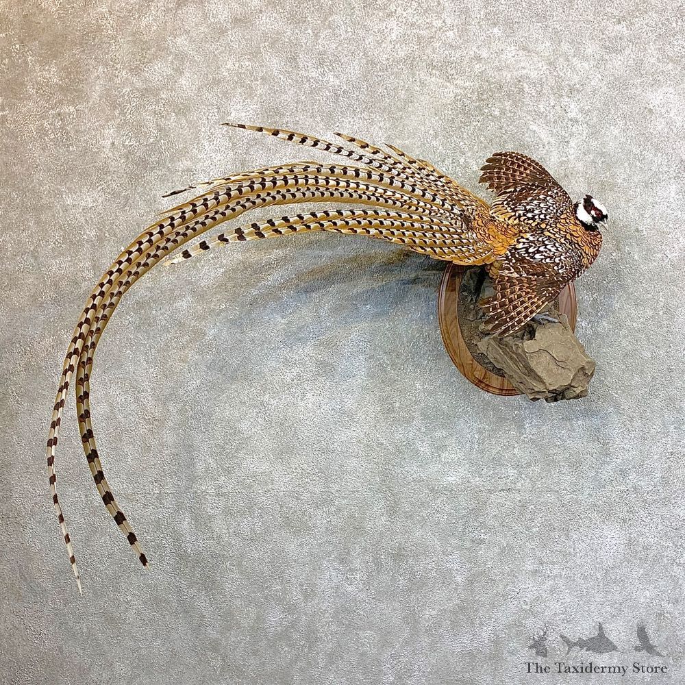 Reeves Pheasant Mount For Sale #23548 @ The Taxidermy Store