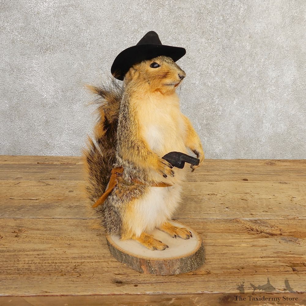 Cowboy Squirrel Novelty Mount For Sale #20732 @ The Taxidermy Store