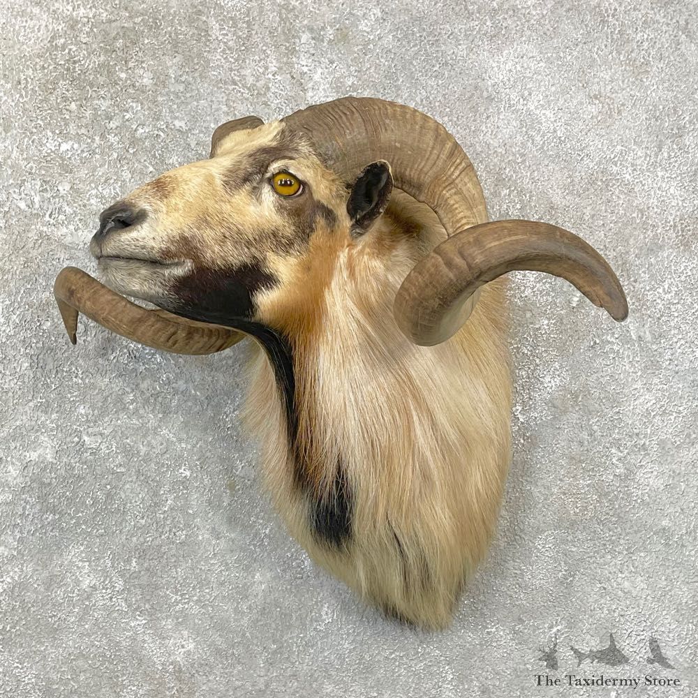 Corsican Ram Shoulder Mount For Sale #24768 @ The Taxidermy Store