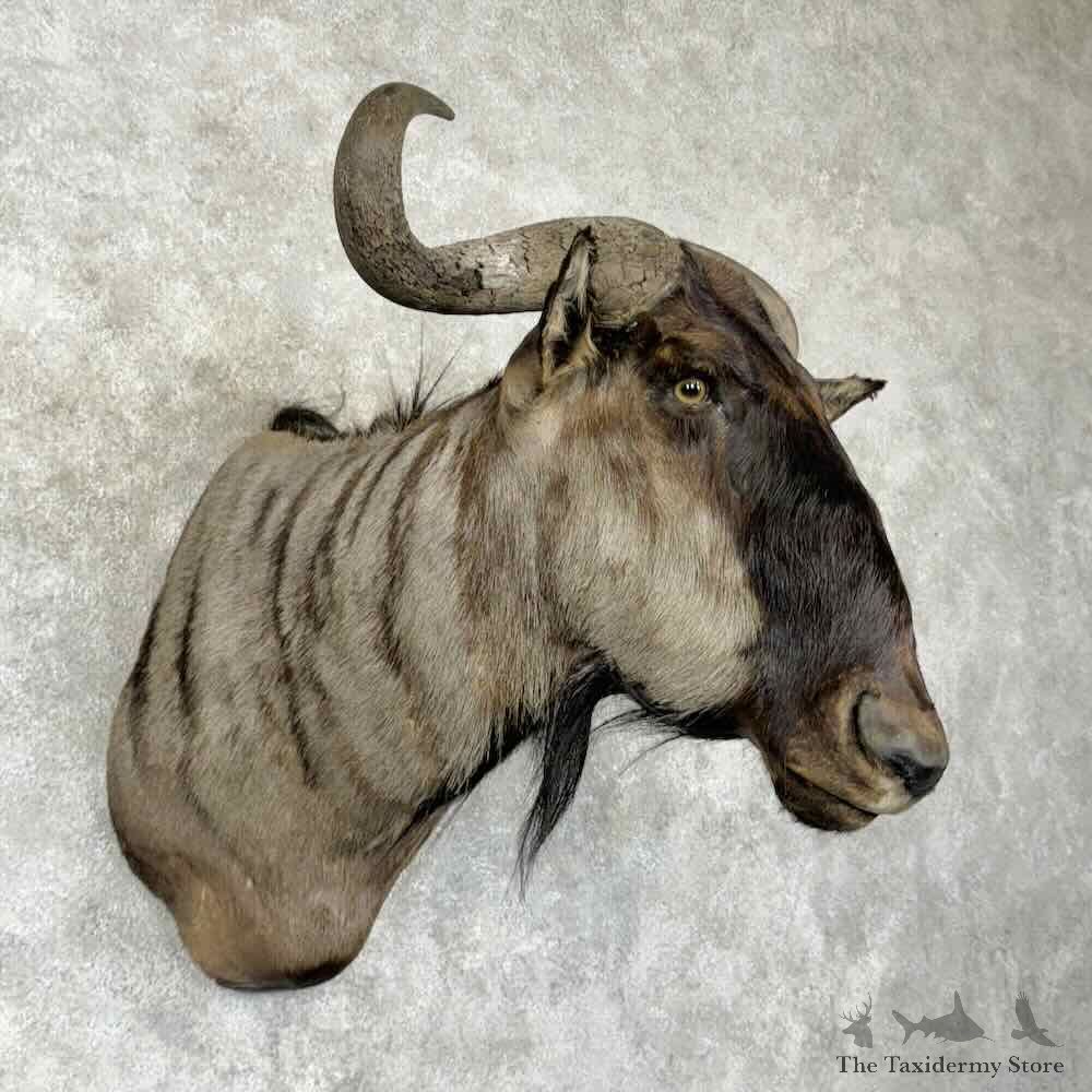 Blue Wildebeest Shoulder Mount For Sale #30418 @ The Taxidermy Store