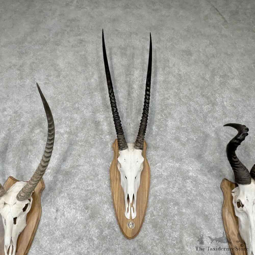 African Safari 6 Plaque Match Set Skulls and Horns For Sale #31656 @ The Taxidermy Store