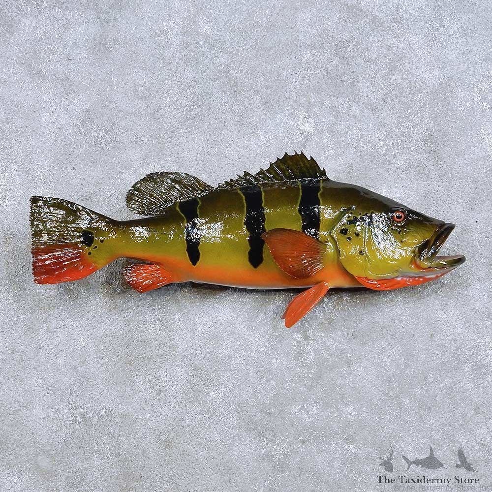 Peacock Bass Fish Mount For Sale #14095 @ The Taxidermy Store