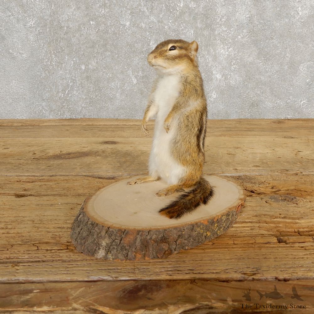 Chipmunk Life-Size Mount For Sale #20250 @ The Taxidermy Store