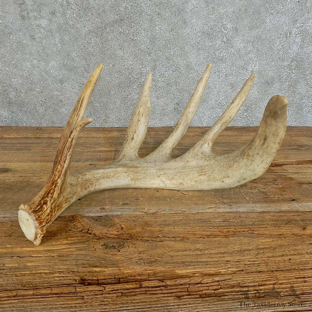 Whitetail Deer Antler Shed For Sale #16159 @ The Taxidermy Store
