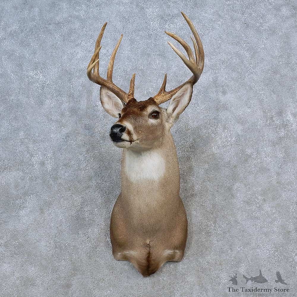 Whitetail Deer Shoulder Mount For Sale #15624 @ The Taxidermy Store