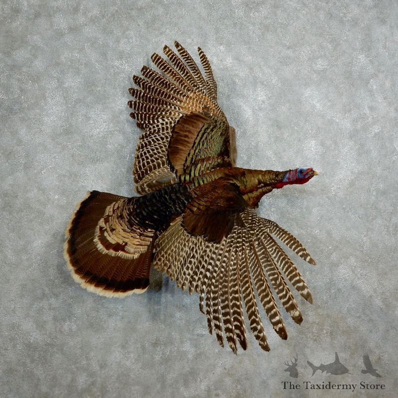 Rio Grande Turkey Flying Life Size Taxidermy Mount #18041 For Sale @ The Taxidermy Store