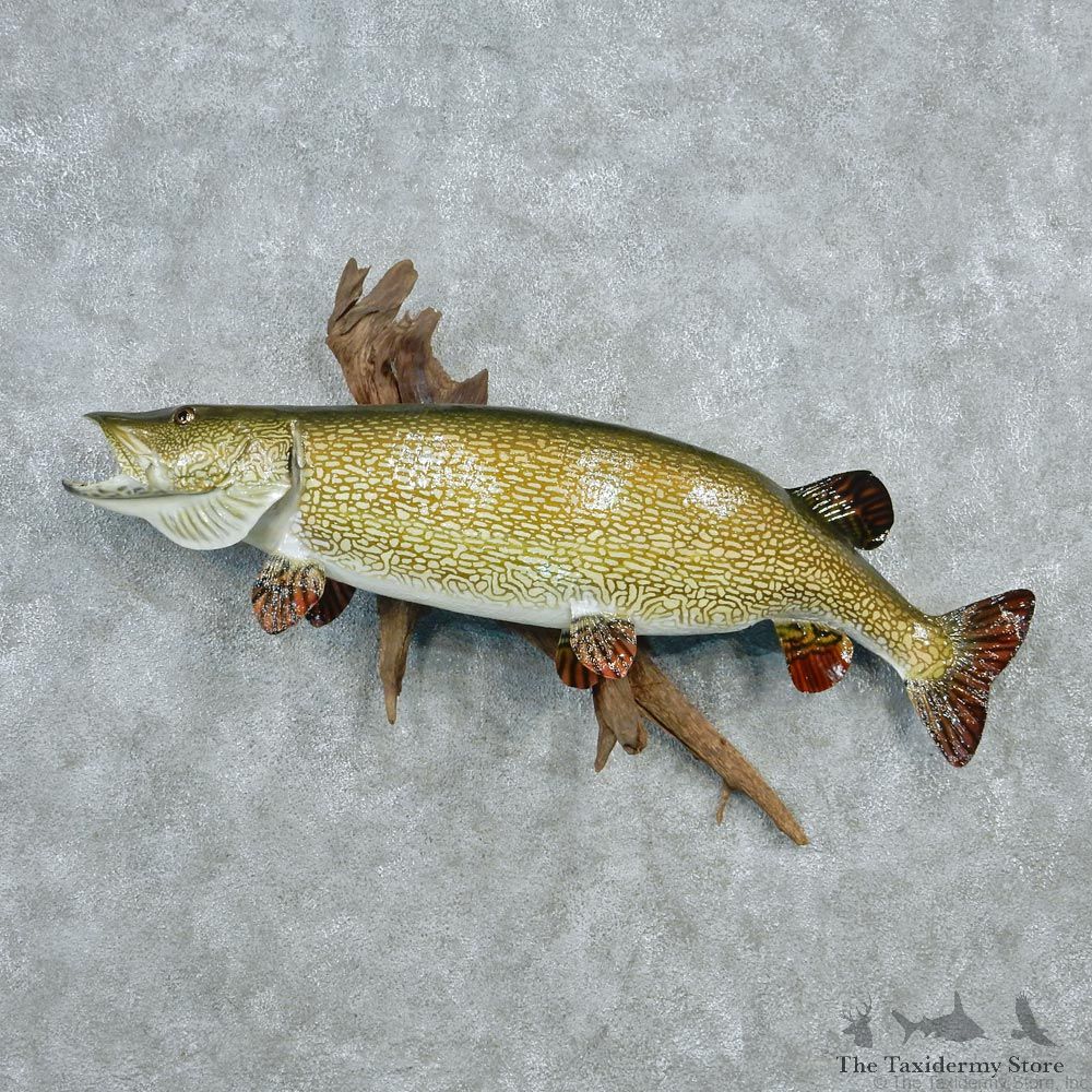 48" Northern Pike Fish Mount