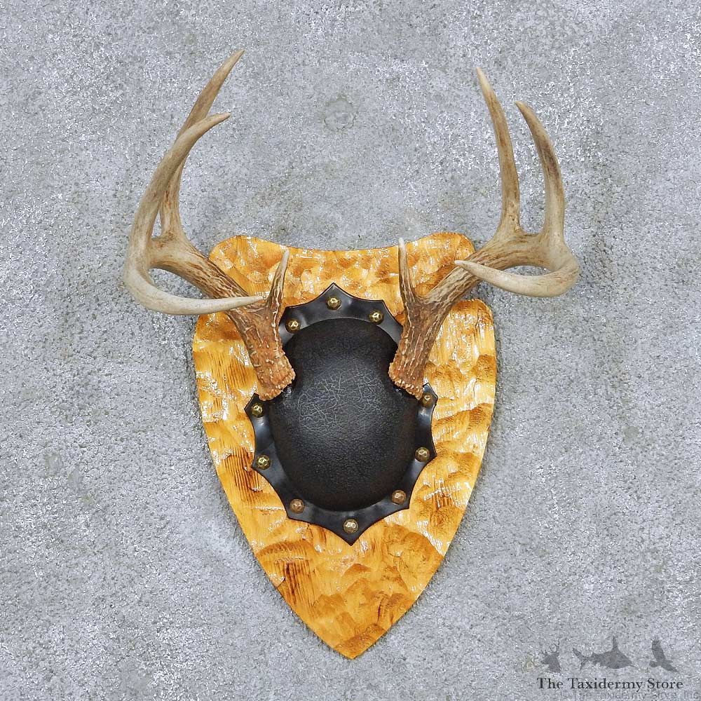 Whitetail Deer Antler Plaque Taxidermy Mount #13845 For Sale @ The Taxidermy Store