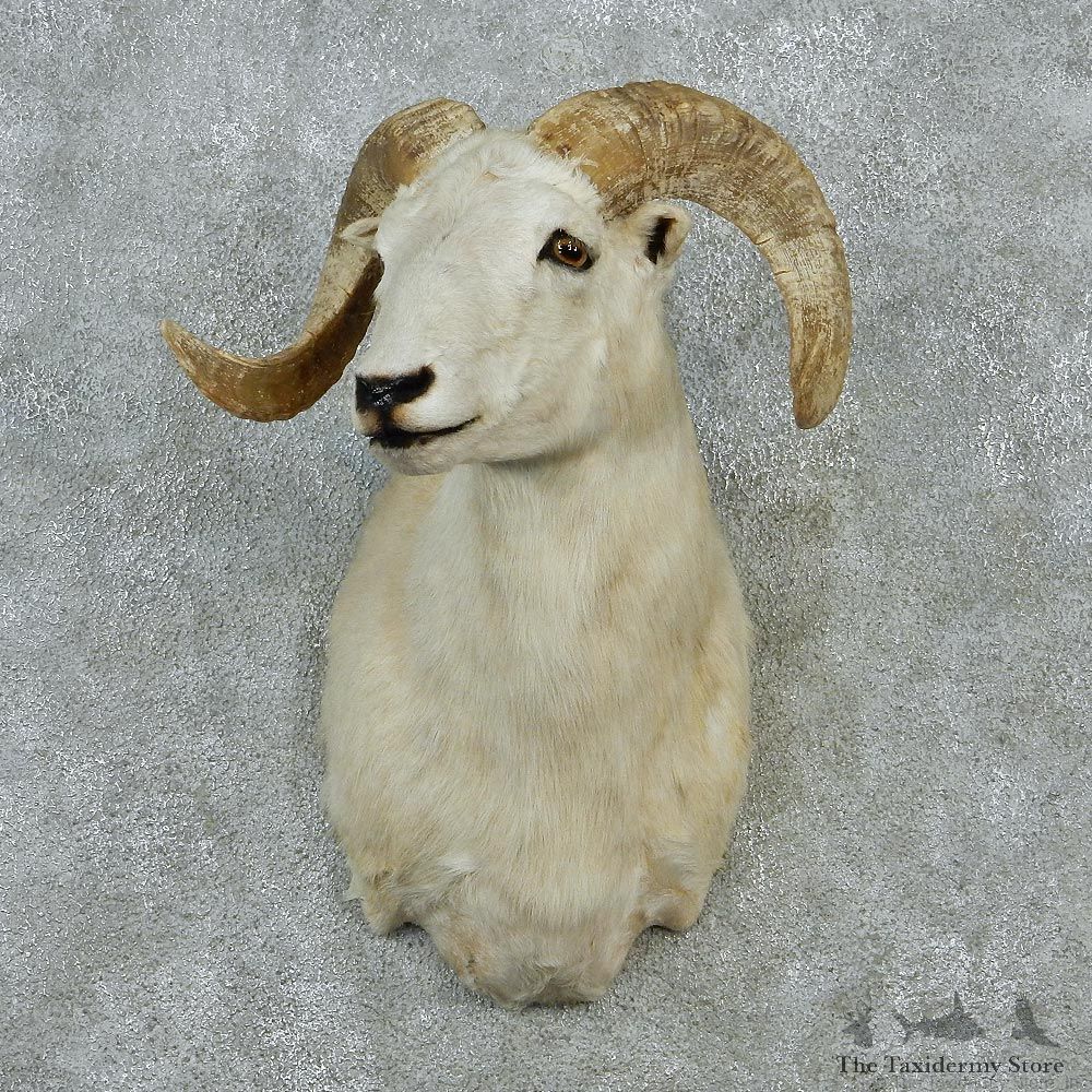 White Corsican Ram Shoulder Taxidermy Head Mount #12849 For Sale @ The Taxidermy Store